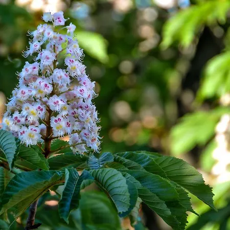Al Parco Giardini Margherita Nocleg ze śniadaniem